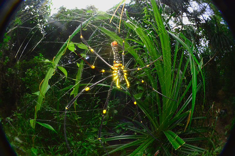 オオジョロウグモ