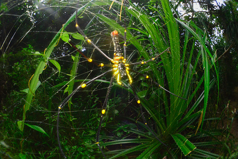 オオジョロウグモ（トリミング）