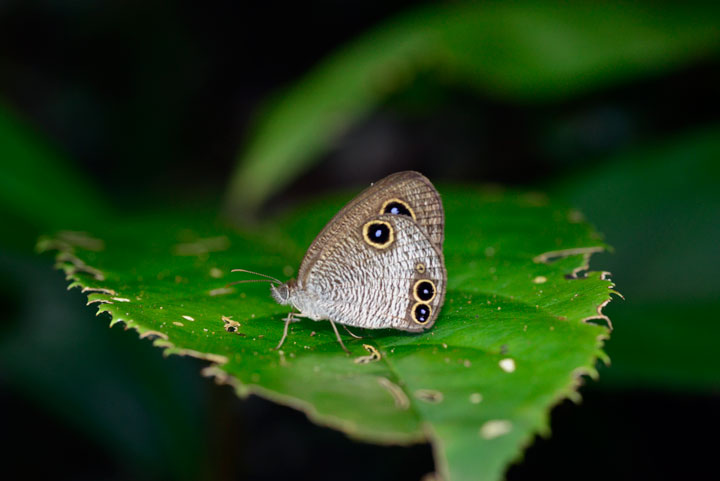 ヤエヤマウラナミジャノメ