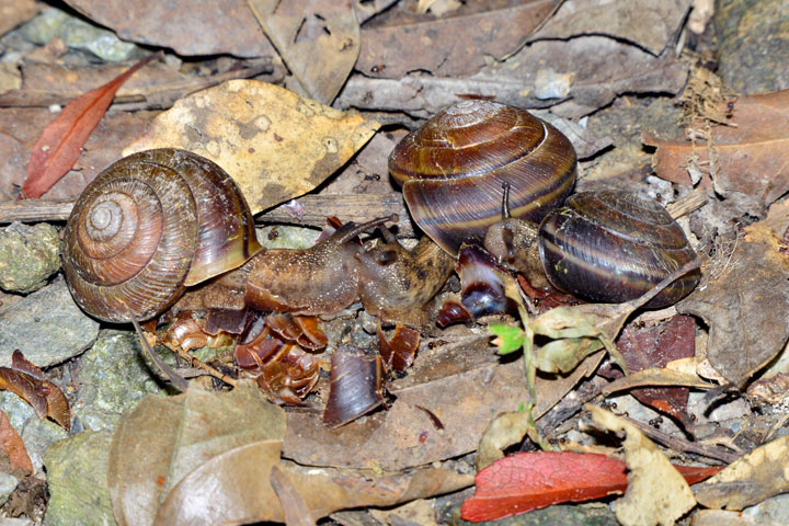 ヤンバルマイマイ