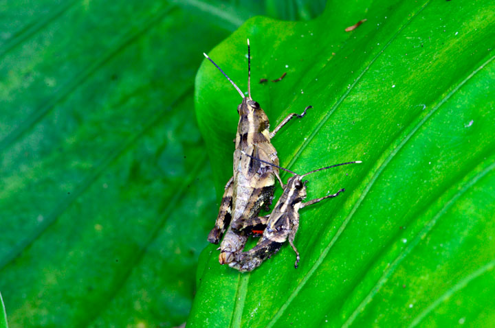 オキナワモリバッタ・ペア