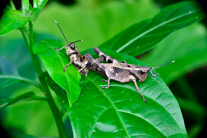 オキナワモリバッタ・ペア