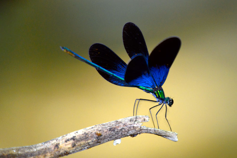 リュウキュウハグロトンボ雄（トリミング）