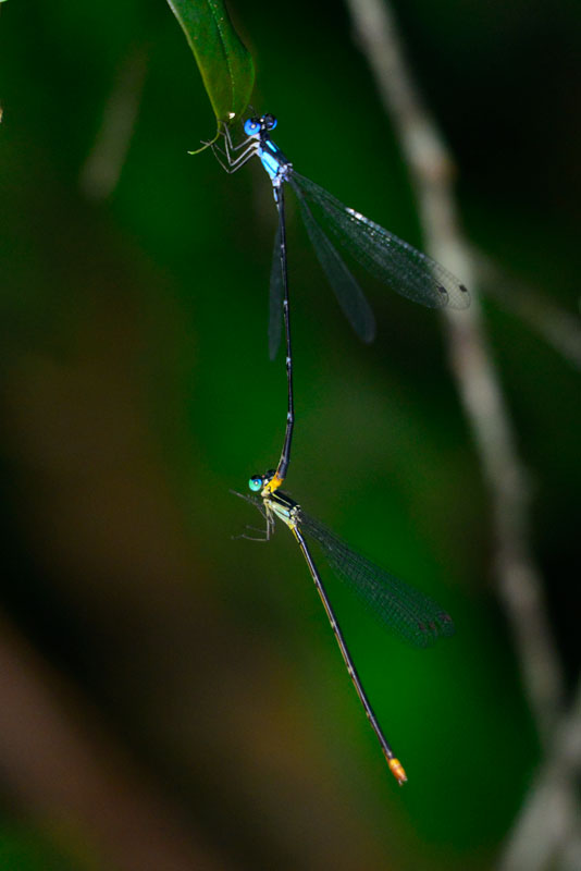 リュウキュウルリモントンボ・ペア（トリミング）