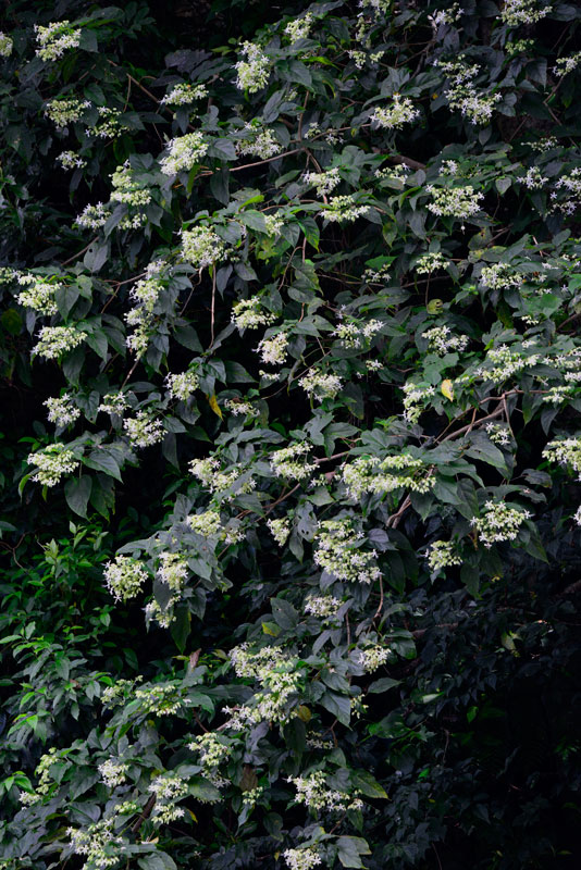 ショウロウクサギ