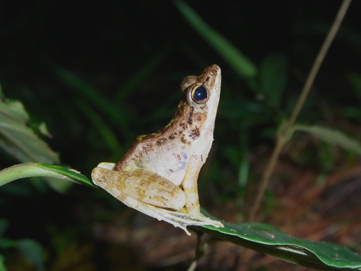 ハナサキガエル