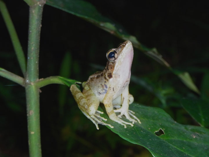 ハナサキガエル