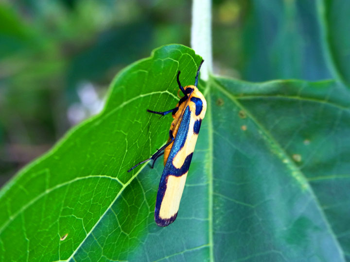 ルリモンホソバ