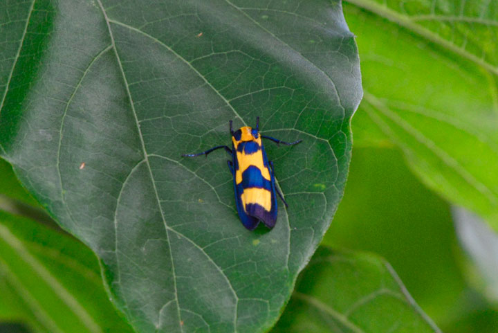 ルリモンホソバ（トリミング）