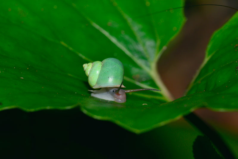 アオミオカタニシ