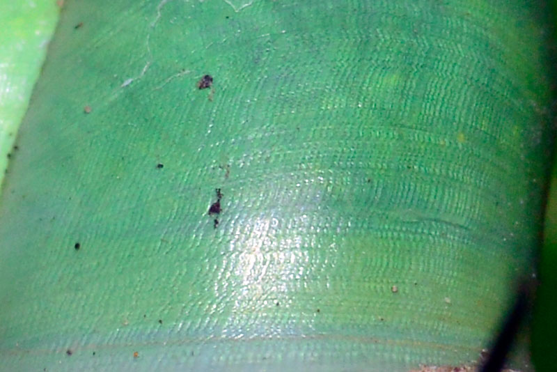 アオミオカタニシ（ピクセル等倍トリミング）