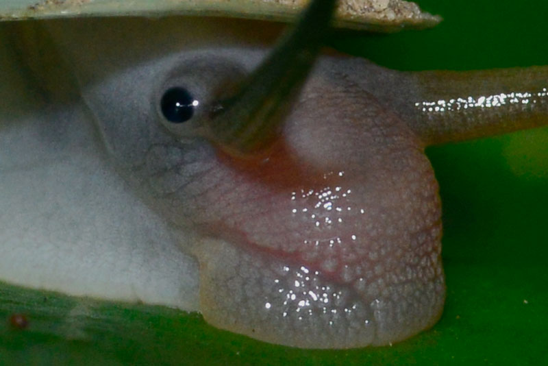 アオミオカタニシ（ピクセル等倍トリミング）