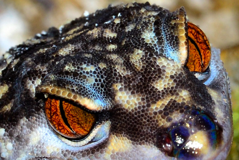 クロイワトカゲモドキ（ピクセル等倍トリミング）