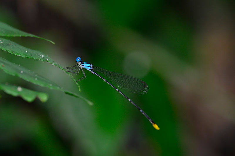 リュウキュウルリモントンボ雄
