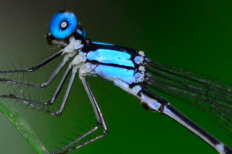 リュウキュウルリモントンボ雄（ピクセル等倍）