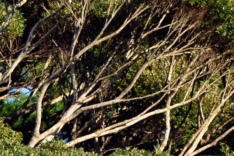 スダジイ林（ピクセル等倍）