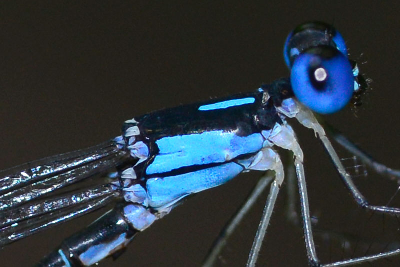 リュウキュウルリモントンボ（ピクセル等倍）