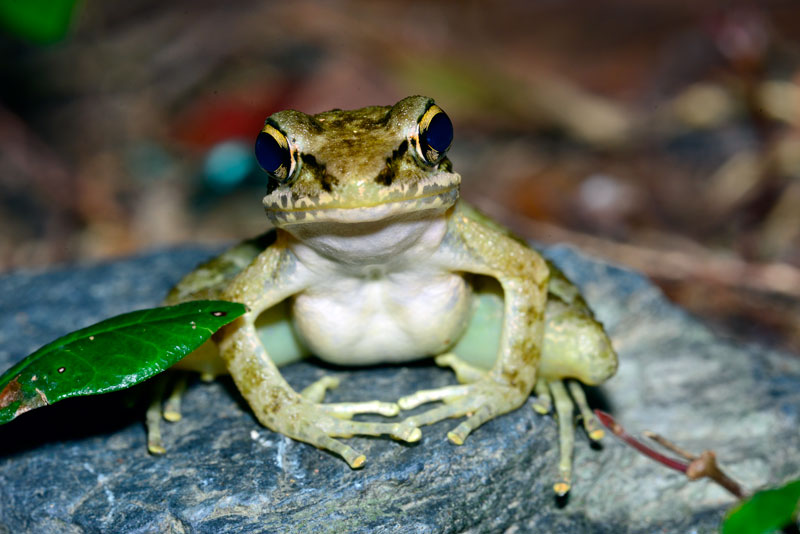 ハナサキガエル