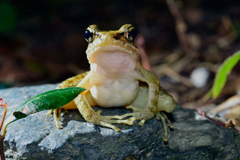 ハナサキガエル
