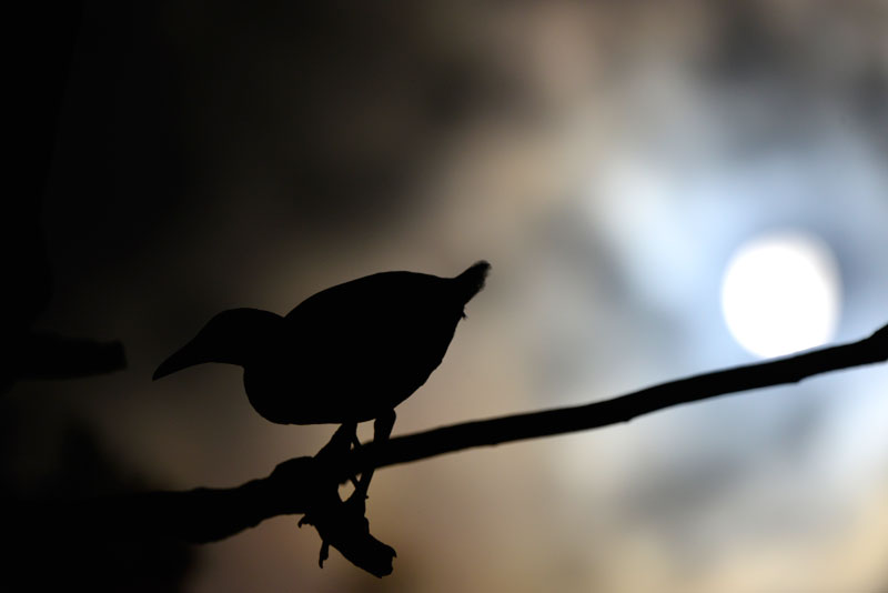 ヤンバルクイナ