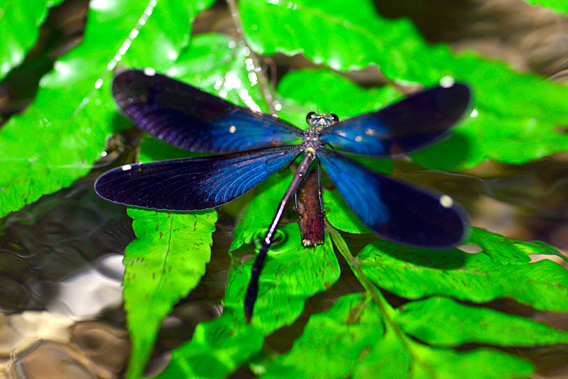 リュウキュウハグロトンボ産卵行動