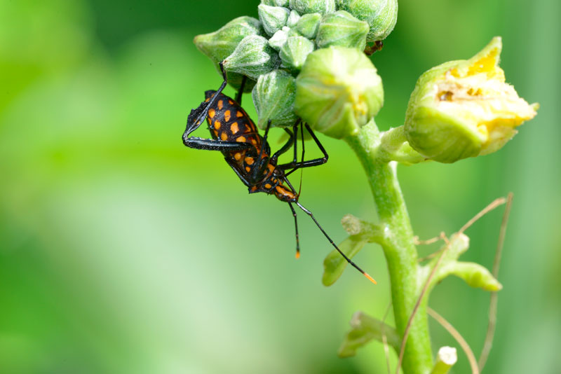 アシビロヘリカメムシ