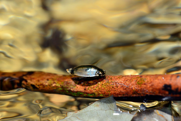 オキナワオオミズスマシ