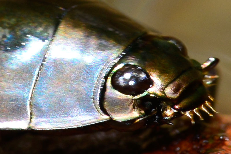 オキナワオオミズスマシ（ピクセル等倍）