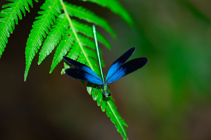 リュウキュウハグロトンボ雄