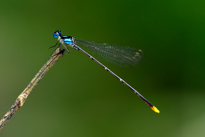 リュウキュウルリモントンボ雄