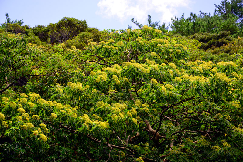 カラスザンショウ花