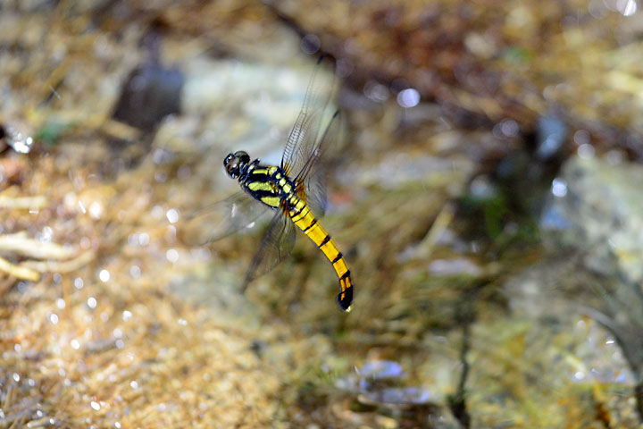 オオシオカラトンボ産卵行動