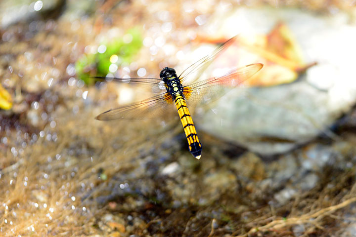 オオシオカラトンボ産卵行動