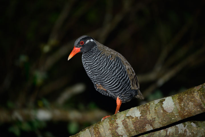 ヤンバルクイナ