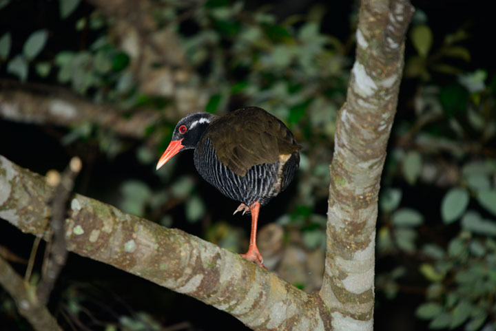 ヤンバルクイナ