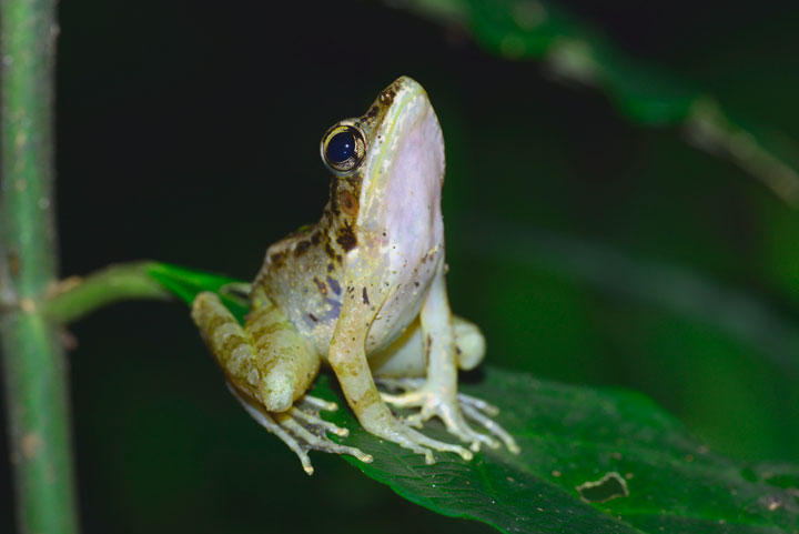 ハナサキガエル