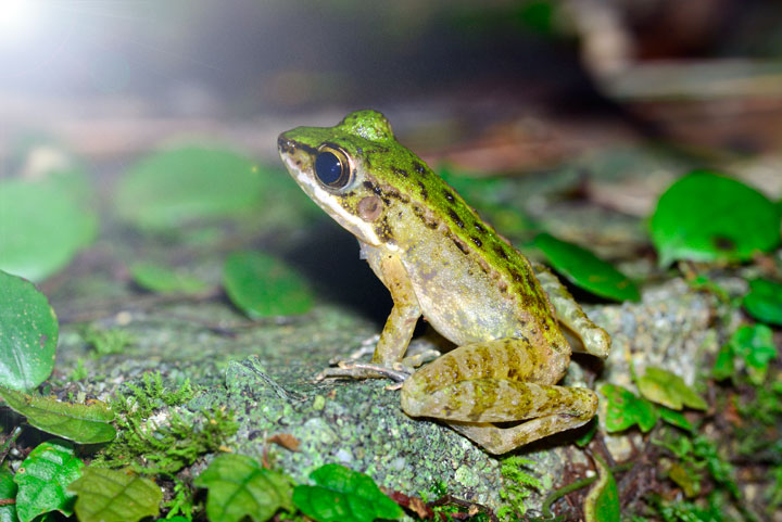 ハナサキガエル