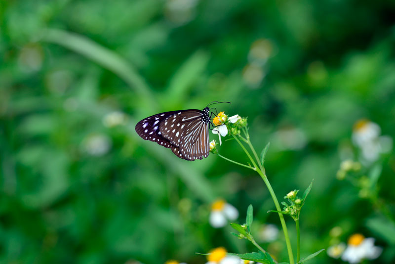 ツマムラサキマダラ雌