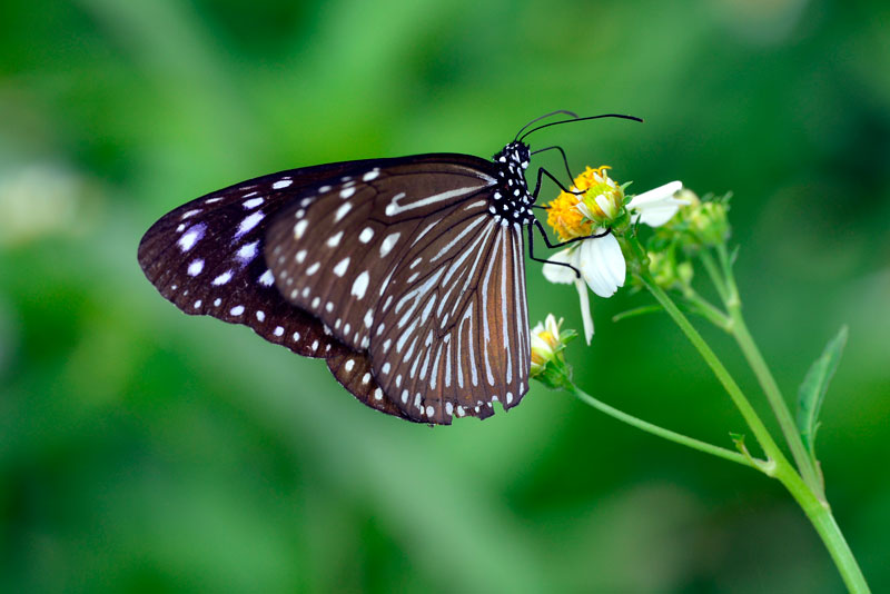 ツマムラサキマダラ雌（トリミング）