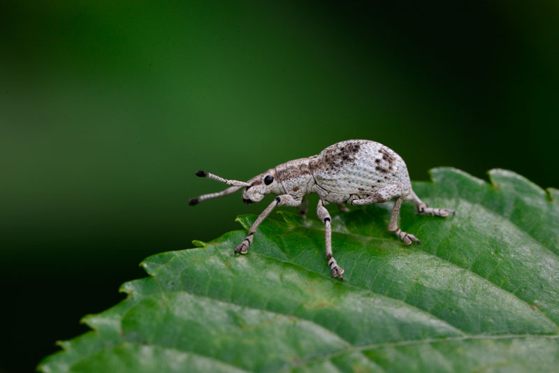 オキナワクワゾウムシ