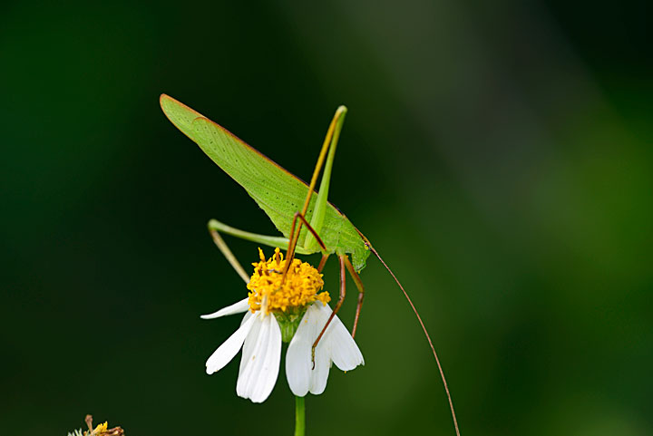 セスジツユムシ雄成虫