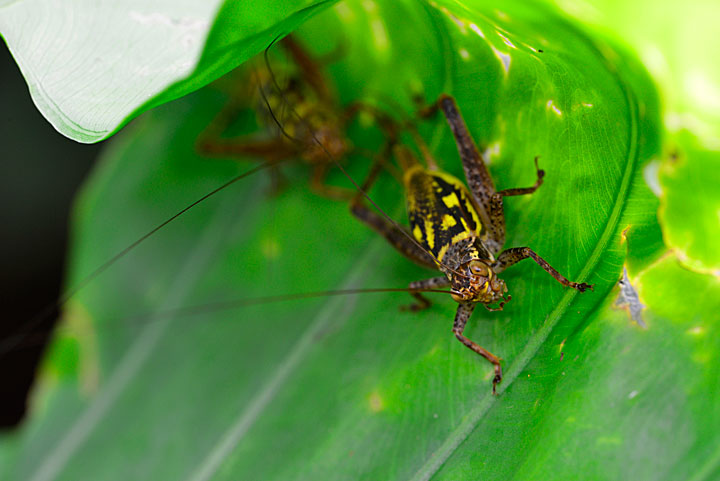 マダラマツムシ（マダラコオロギ）