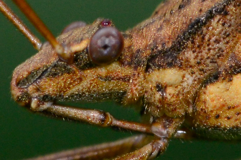 キスジホソヘリカメムシ（ピクセル等倍）