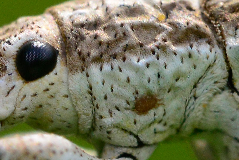 オキナワクワゾウムシ（ピクセル等倍）