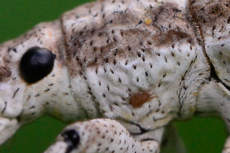 オキナワクワゾウムシ（ピクセル等倍）