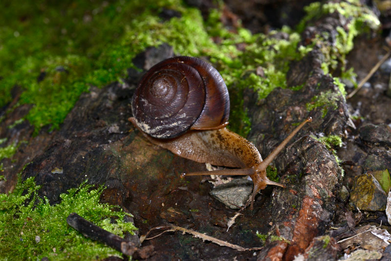 ヤンバルマイマイ