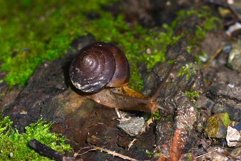 ヤンバルマイマイ