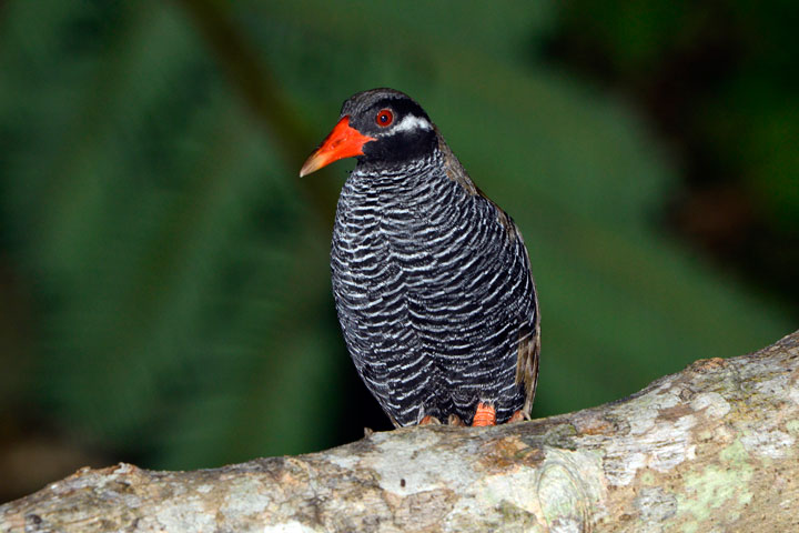 ヤンバルクイナ亜成鳥