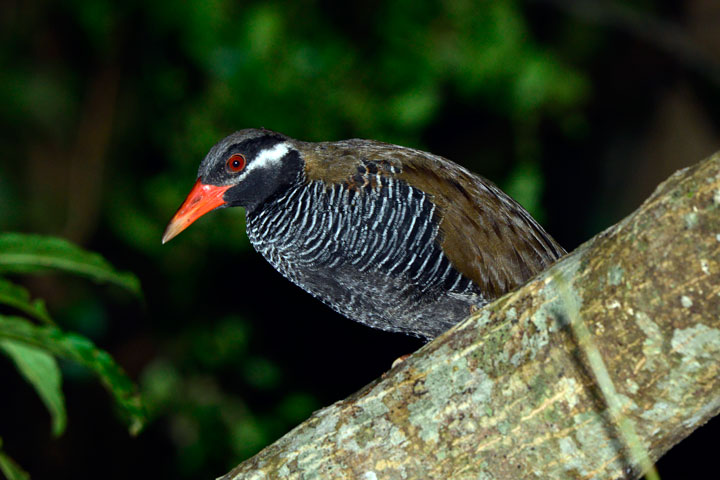 ヤンバルクイナ亜成鳥