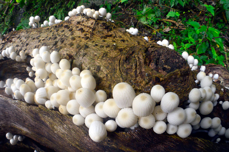 イヌセンボンダケ？